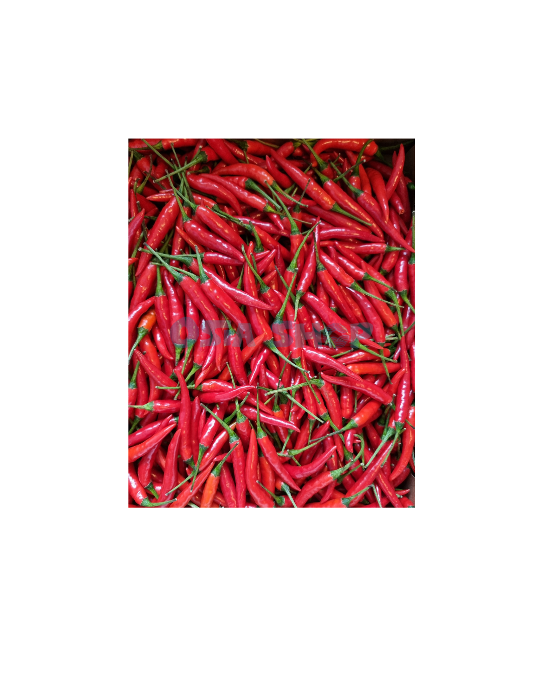 Frische rote Chilis 100G พริกแดง