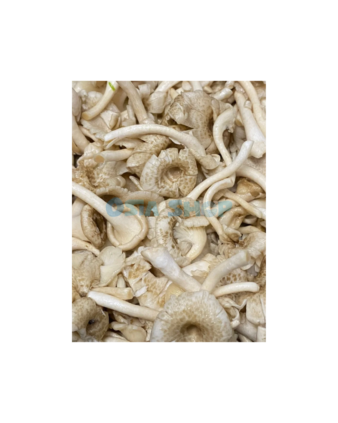 Khon-Pilze / Lentinus squarrosulus 100g เห็ดขอน