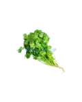Koriander 80g ( ผักชี, หอมป้อม / Rau mùi)
