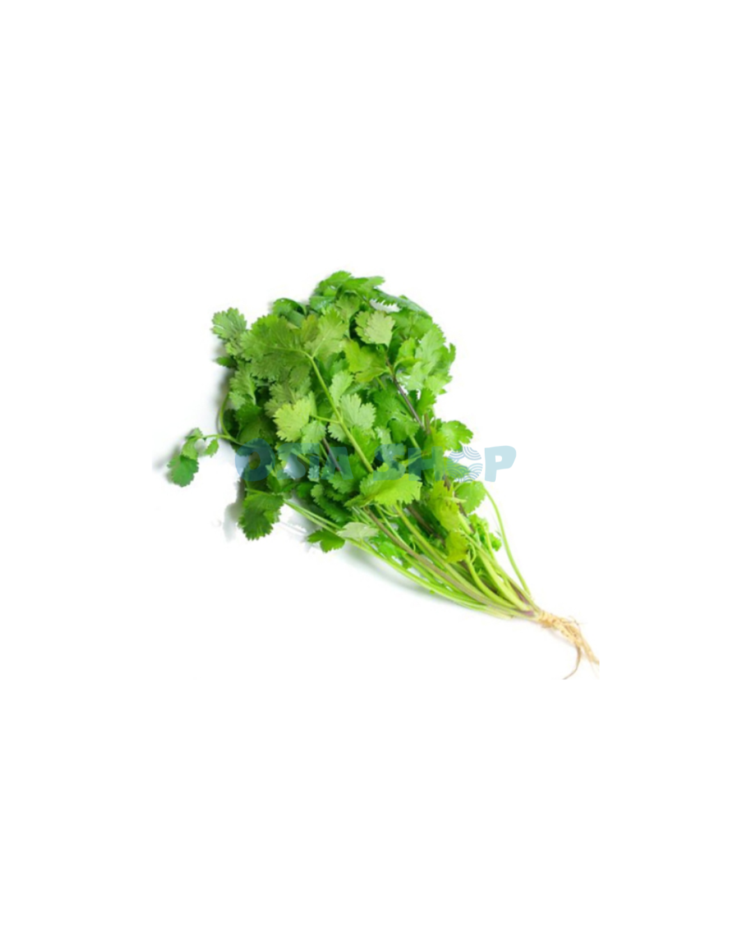 Koriander 80g ( ผักชี, หอมป้อม / Rau mùi)