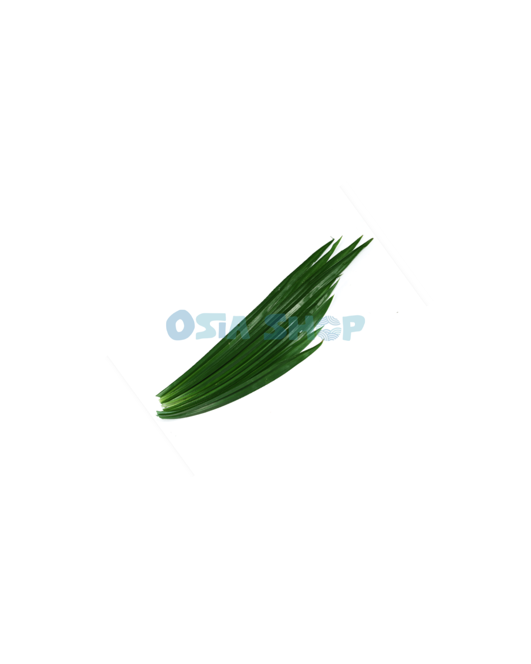 Pandan 100g ( ใบเตย / Lá dứa)