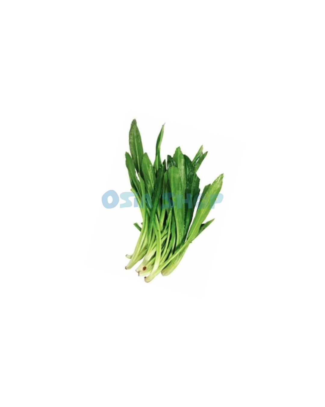 Stinkende thailändische Petersilie / Sägezahn-Koriander 100g  (ผักชีฝรั่ง/ หอมเป / Ngò gai)