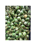 Grün Aubergine 1KG มะเขือ