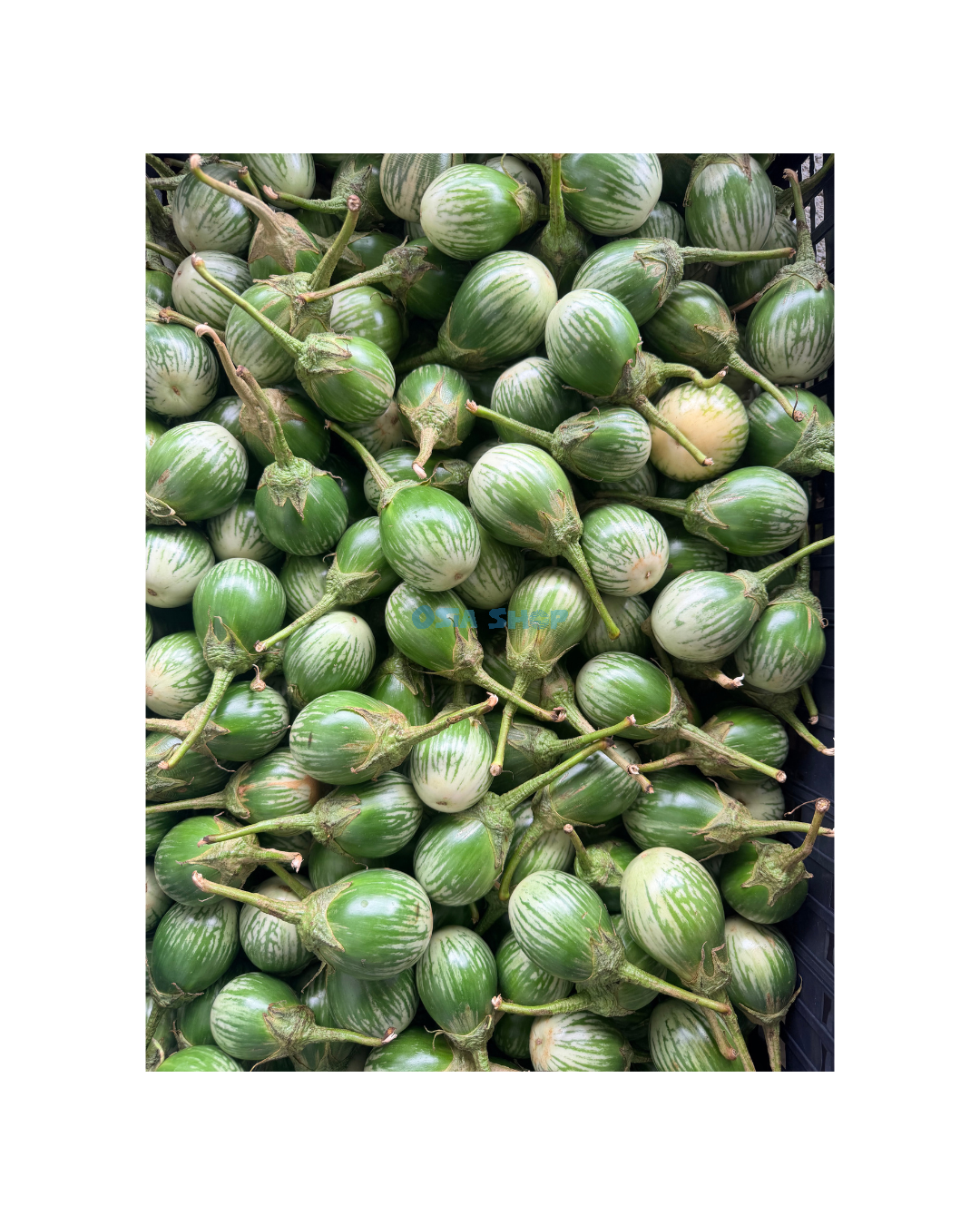 Grün Aubergine 1KG มะเขือ