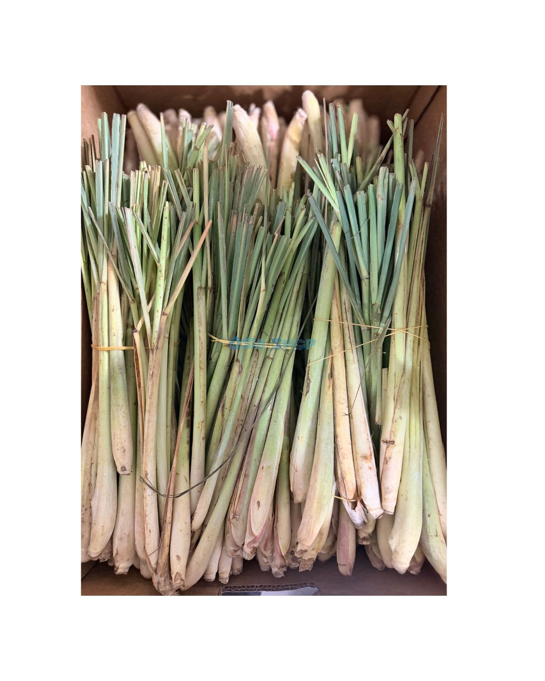 Zitronengras 1KG ตะไคร้