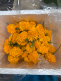 Ringelblume (Dok Dao Rueng) ดอกดาวเรือง