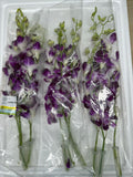 Thai Orchidee 3 Stiele / Pack ดอกกล้วยไม้