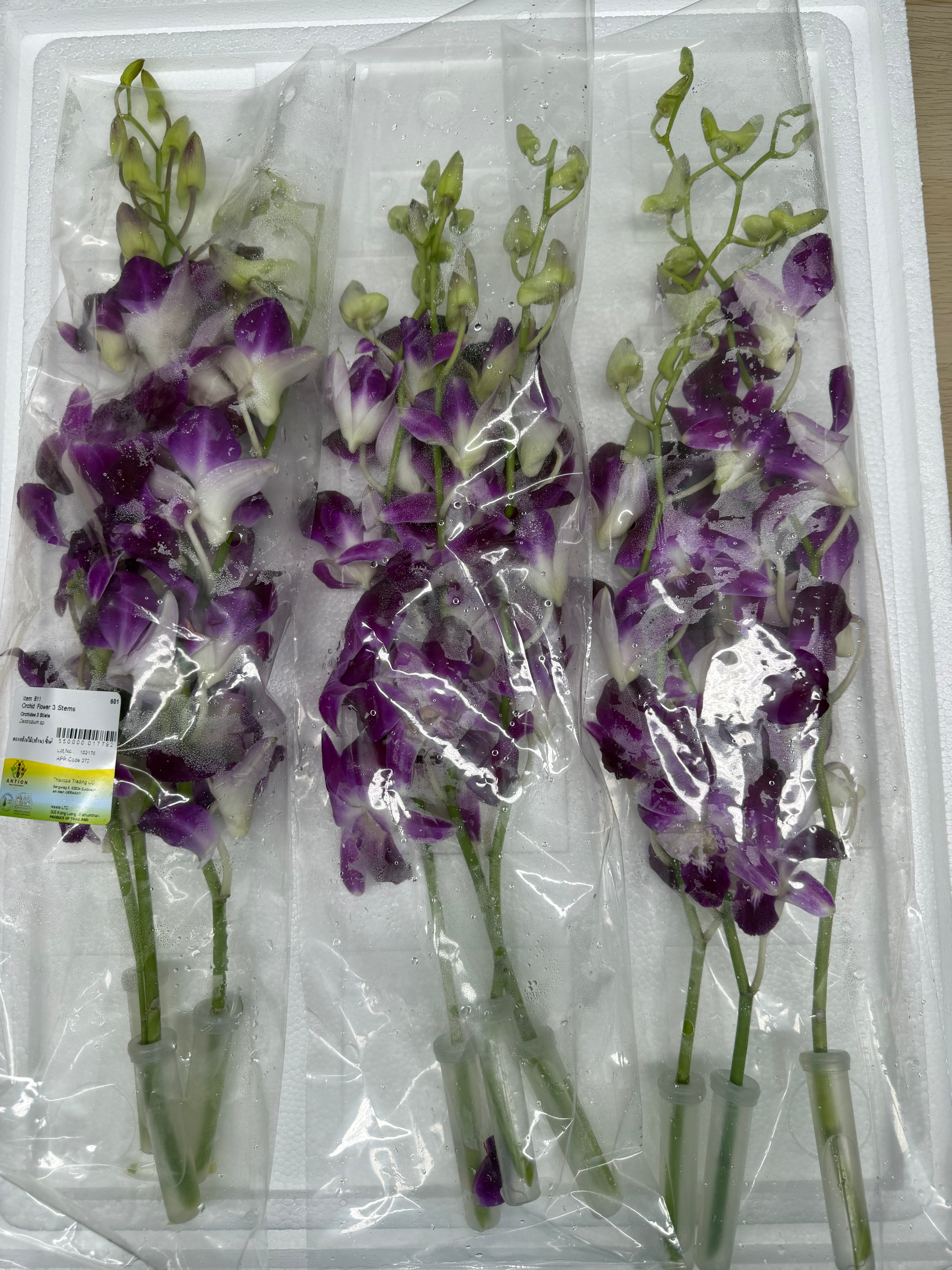 Thai Orchidee 3 Stiele / Pack ดอกกล้วยไม้