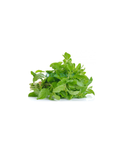Thai Heiliges Basilikum /Kaprao Basilikum 100g (กะเพรา / Hương nhu)