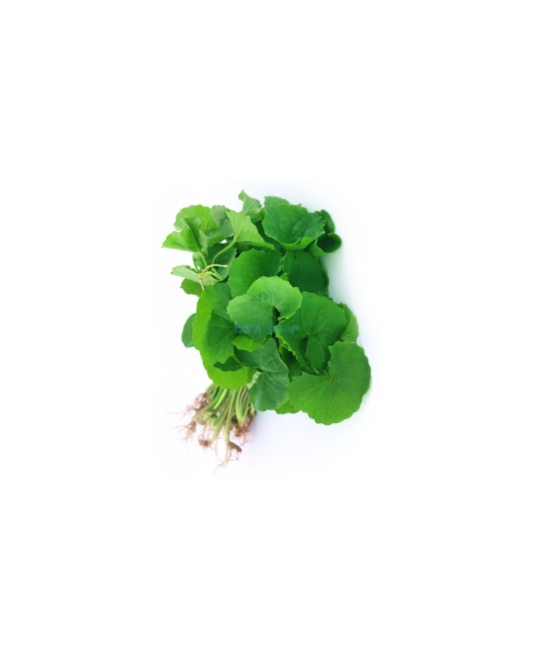 Wassernabel 100G ใบบัวบก