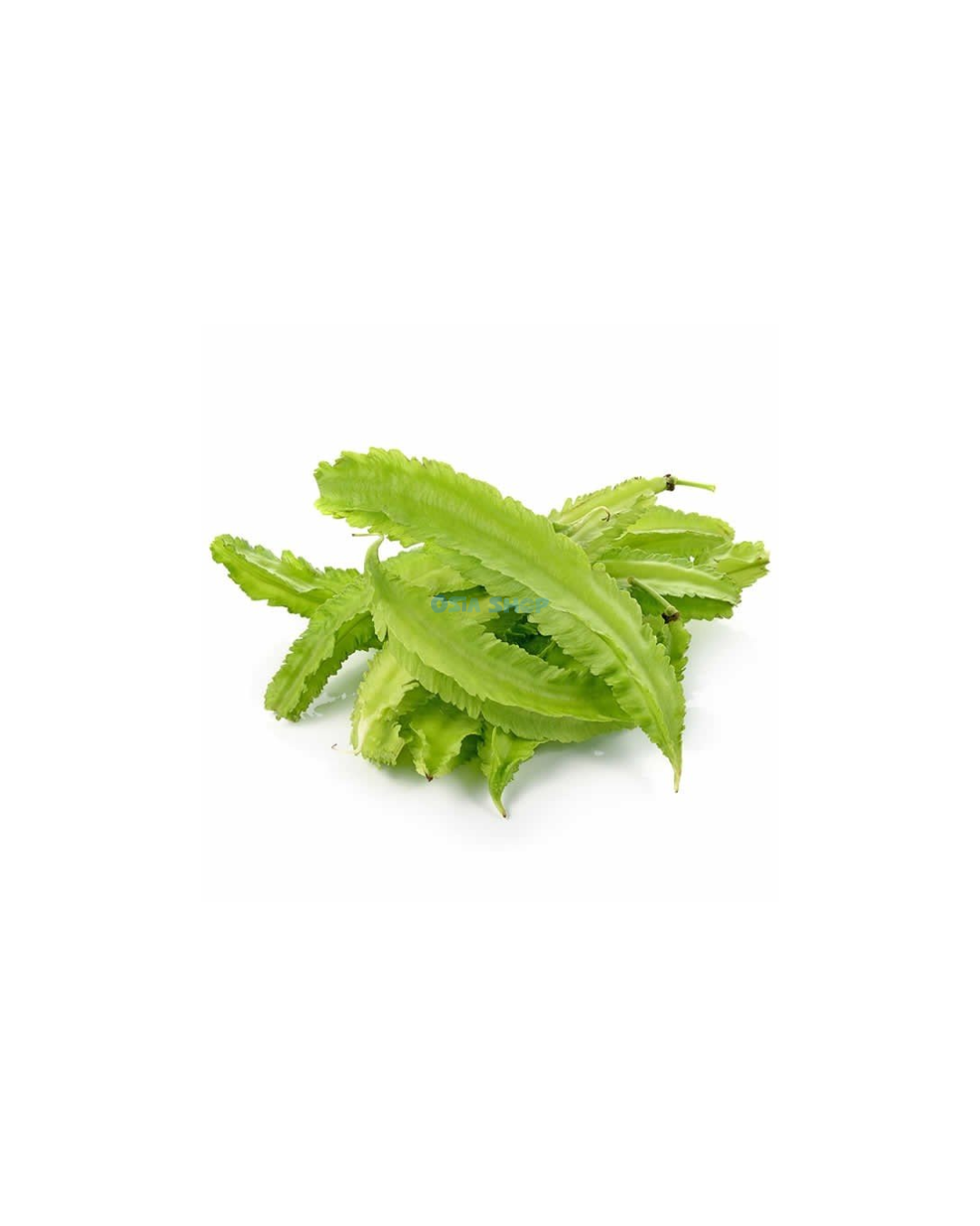 Flügelbohnen (Goabohnen) 100G ถั่วพู