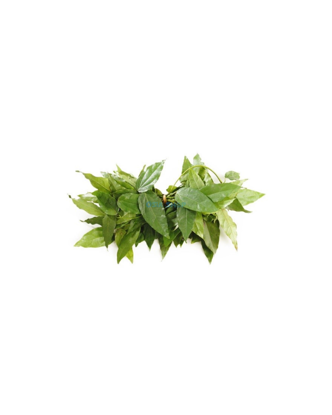 Yanang-Blätter 100G ใบย่านาง
