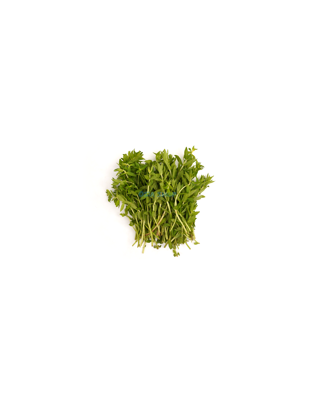 Reisfeldpflanze (Phak Khayaeng) 100G ผักแขยง